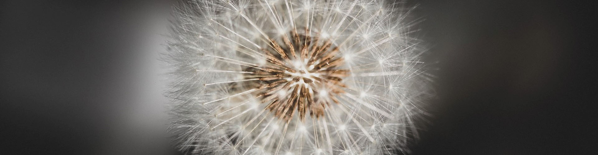 Close up van een witte paardenbloem