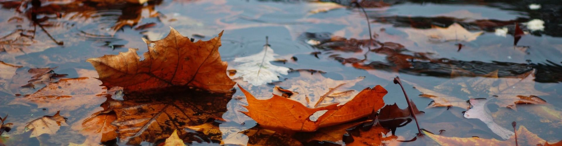 Herfstbladeren in regenplas