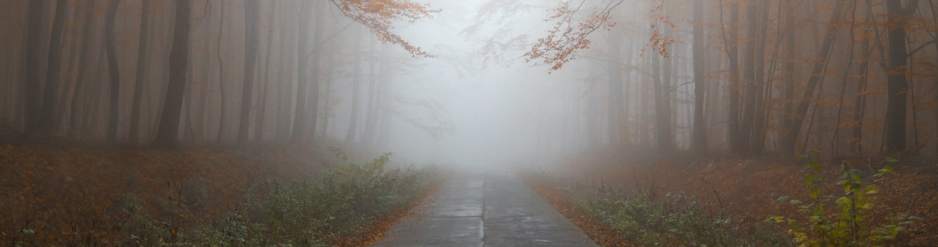 Herfstbos met pad en mist